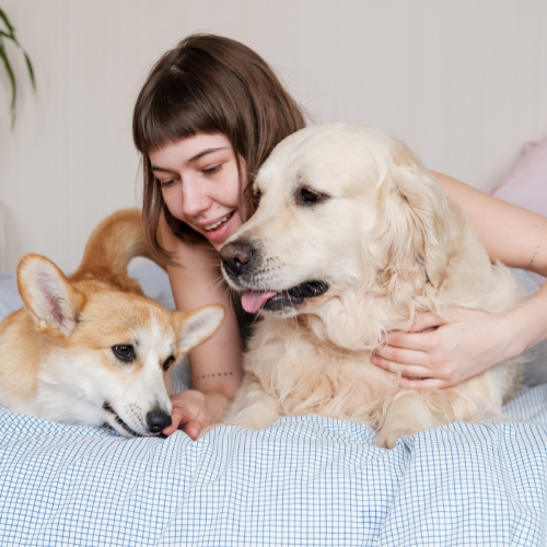 5 Must-Have Pet Products Every Pet Parent Needs